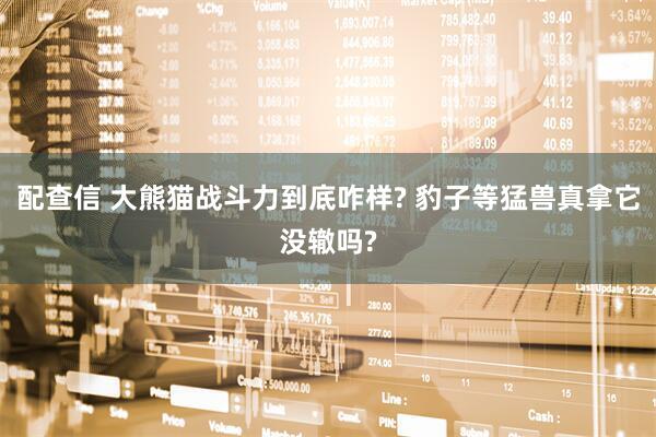 配查信 大熊猫战斗力到底咋样? 豹子等猛兽真拿它没辙吗?